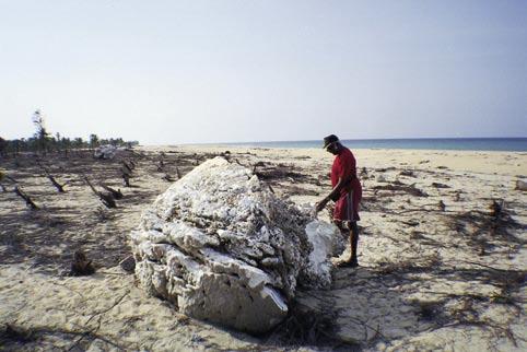 Figure 10. Extreme tsunami damage to corals was seen at Kirankulam, eastern Sri Lanka where large Porites domes have been deposited on land up to a distance of about 150m from the shoreline.