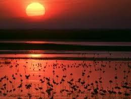 Doñana, an idyllic place Doñana National Park is one of Europe's most important wetland reserves and a major site for migration birds.