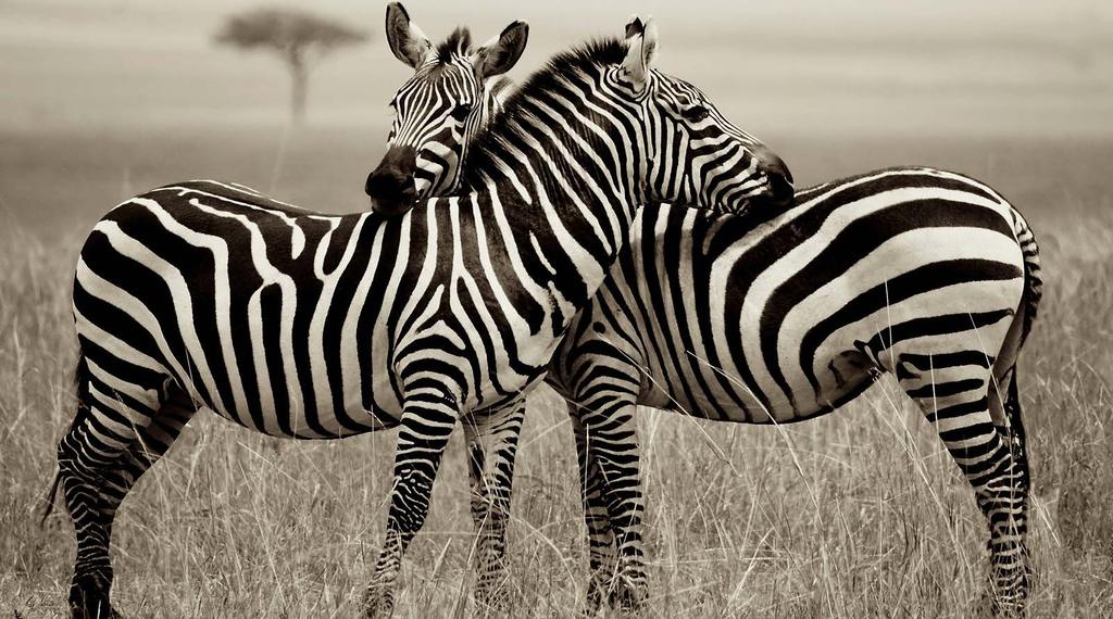 18 Zebras in