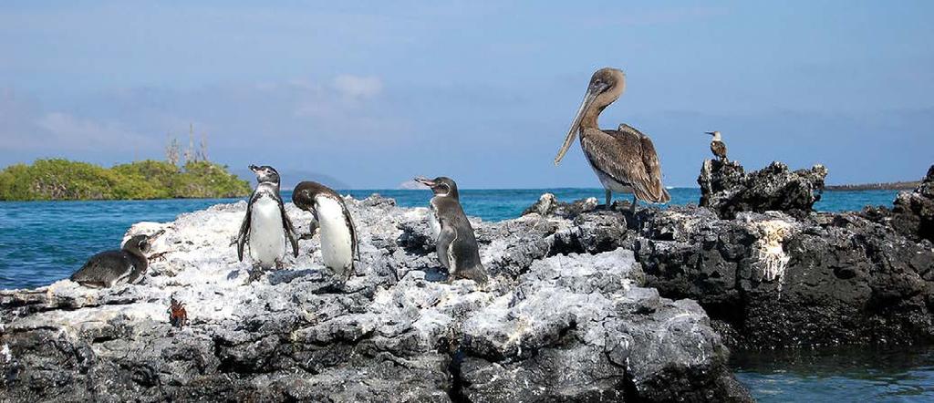 GALAPAGOS JOURNEYS Effort: Easy to moderate Activities: Wildlife interaction, hiking, snorkeling, swimming, and relaxing on the beach.