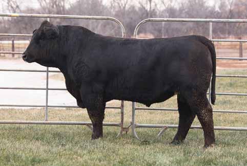 00 4 65 40 55 30 50 55 70 20 55 >95 95 30 35 RRDC ZARKA 3010Z SONS It has been a real treat to have RRDC Zarka 3010Z in our herd bull arsenal the past two years as a CED specialist.