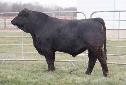 son of MAGS Whitcomb, who is one of the premier MK sires in the breed! Zarah himself posts a 34 MK epd and ranks in the top 10% of the Lim-Flex sires for milk.