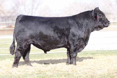 MAGS XTRA WET SONS REF...... MAGS XTRA WET PB Limousin (100) Bull MAGS 513X NPM 1980060