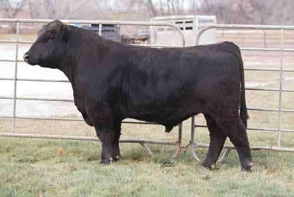 ..... MAGS WILD BUNCH Lim-Flex (75) Bull MAGS 1804W LFM 1927997 Homo P Homo B 01.27.09 MAGS Wild Bunch has been a top A.I. sire in our breed and is one of the top sires in the pasture at Liberty Ranch.