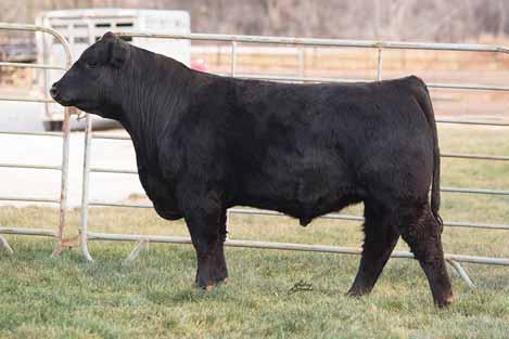 RRDC ALBERT 307A SONS REF...... RRDC ALBERT 307 A Check out the go in this guy s performance profile, when pounds matter Albert PB Limousin (100) Bull RRDC 307A NPM 2053849 Double P -- 03.24.