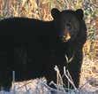 LEARN TO LIVE WITH BEARS Bear/camper conflicts are most often created by people who (knowingly or innocently) trigger a natural reaction on the part of the bear that sometimes results in damage to