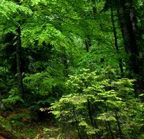 Pahernikovi gozdovi zgled sonaravnega in večnamenskega gospodarjenja z gozdovi pobuda za številne zasebne lastnike gozdov, ki bi z aktivnim gospodarjenjem s svojim gozdom lahko zagotavljali delovna