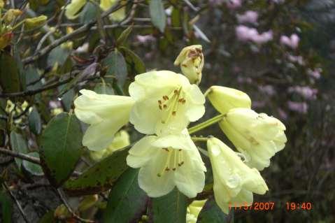 primitive wild maize Rhododendron