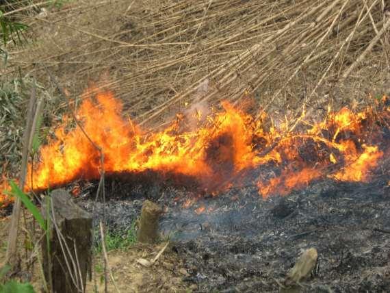 Forest Soil Fire -