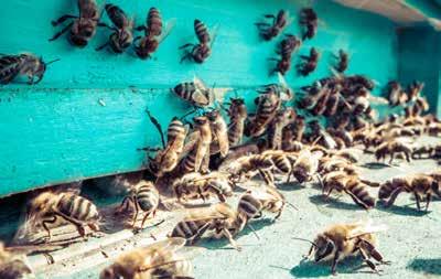 convincing. And why not? In 2016 alone, seven bee species have been added to the global endangered species list. In June, Jānis and his team placed 12 beehives on the hotel s rooftop.