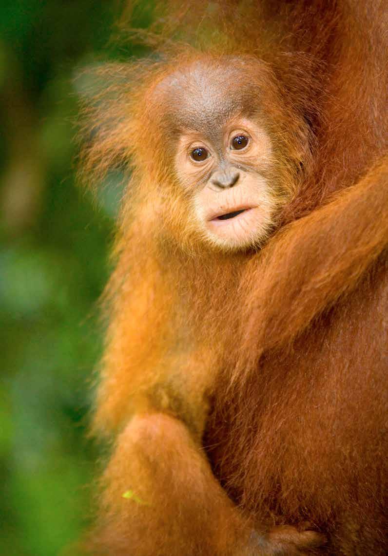 special offer -save 500 PER PERSON Circumnavigation of Sumatra An in-depth