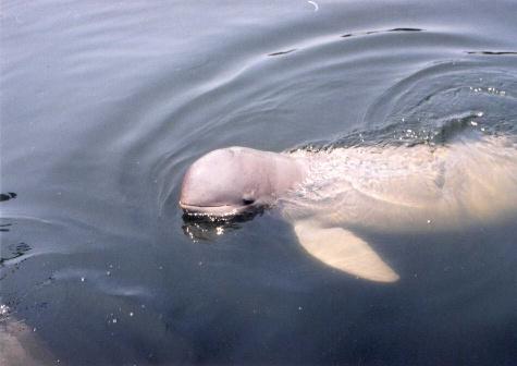 Brief intro: PESUT MAHAKAM (Irrawaddy dolphin, Orcaella
