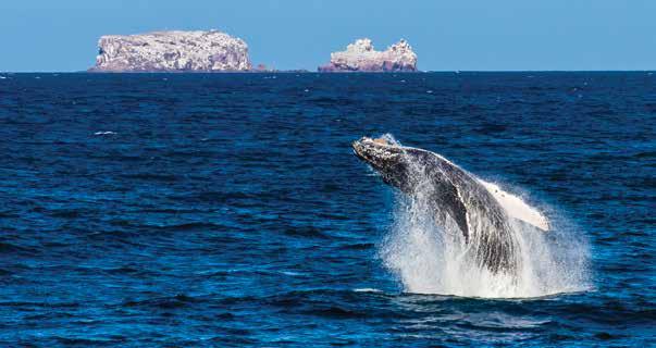 Whales & Wildness: Spring in the Sea of Cortez ITINERARY: 8 DAYS/7 NIGHTS NATIONAL GEOGRAPHIC SEA LION Watch whales and dolphins from the deck of an intimate, 62-guest expedition ship and at water