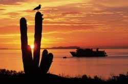 Discover Pure Wildness: Desert Islands and a Living Sea With improbably inviting shorelines and crystal-clear waters, it s easy to call Baja California and the Sea of Cortez a beach destination.