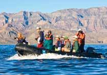 The Joys of Baja: Expedition-Style Our expedition style of travel offers the best way to experience the Sea of Cortez. Since this is an expedition, not a cruise, flexibility is a hallmark.