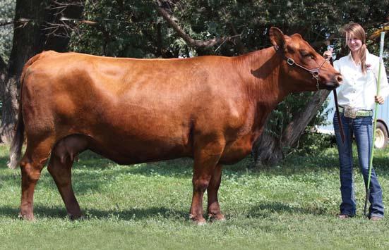 Mature Cows 1 MLK CRK LAKINA 637 REG.