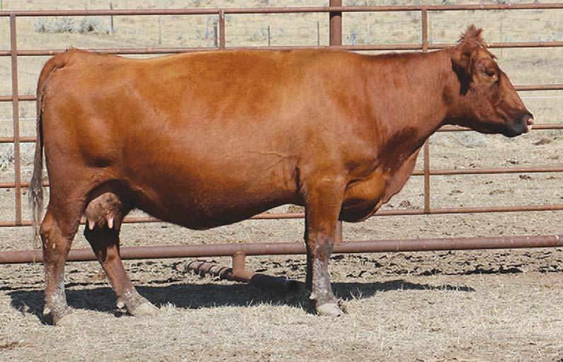 02 90% 43% 85% 68% 49% 43% 65% 83% 95% 99% 65% 35% 47% 38% 65% 15% Bred to MLK CRK ADVOCATE 4304 for a heifer calf, due 2/18/18.