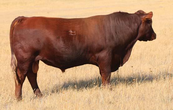 04 22% 36% 38% 24% 40% 53% 59% 60% 27% 27% 27% 36% 31% 61% 90% 4% We flushed 801 to get some more daughters but found that she leans heavily on producing bulls both naturally and through ET.