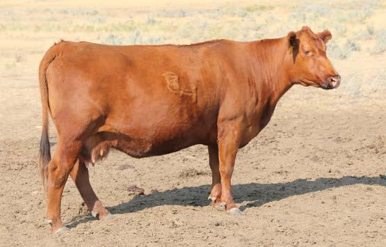 Mature Cows 31 MLK CRK LAKOTA 858 REG.