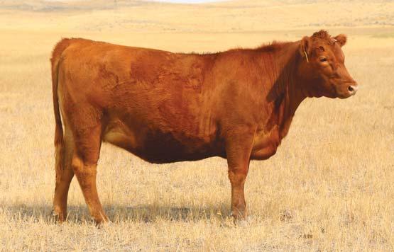 Lot 38 begins our bred heifer offering and brings a very balanced individual performance package with her. She begins with a 92 birth ratio and spreads to a 111 weaning ratio.
