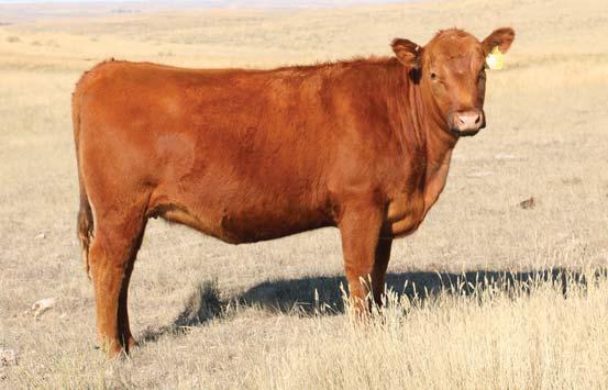 611 brings one of the highest weaning and yearling indexes combined in the bred heifer offering. She also brings the deep-ribbed broody look that cattlemen like. 42 MLK CRK LAKOTA 622 REG.