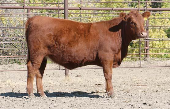 With moderate birth and a 105 weaning ratio out a first-calf heifer, she should grow into the type of cow that will be profitable for the new owner. Lot 67 67 MLK CRK SUN GAL 740 REG.