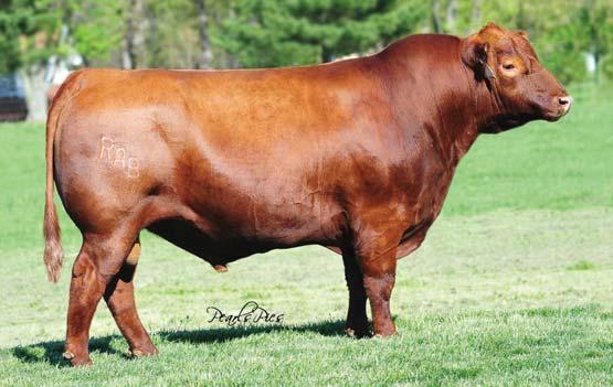 After seeing progeny in herds around the country, we felt that this sire was going to complement our program.