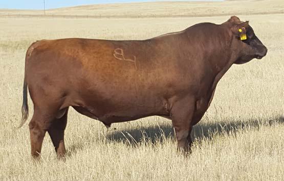 Reference Sires ANDRAS IN FOCUS B175 ANDRAS FUSION R236 ANDRAS BELLE B167 BECKTON EPIC R397 K MLK CRK LAKOTA 953 MLK CRK LAKOTA 624 O MLK CRK UNIFIED 4207 REG.