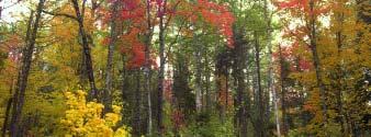 Cranberry Lake (Eastern Lowlands Ecoregion) Covers 41 hectares. Forested flat plain in the central part of the province. An unusual stand of red oak mixed with red maple.