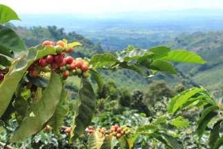 tour, where we will see how organic coffee is produced and processed and also we will hear some beautiful myths and legends from the region. Day 8: Santa Rosa de Cabal Manizales 31.