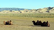DAY 4: WANDER KHONGOR SAND DUNE (180KM-5 HOURS) (B,L,D) Leaving Vulture Valley this mrning, prepare fr an incredible jurney thrugh the Gbi Desert t Khngr Sand Dune.