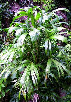 The Palms of Hainan ANDREW HENDERSON New York Botanical Garden, Bronx, New York 10458, USA ahenderson@nybg.