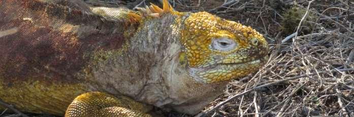 Wednesday: Galapagos Cruise- Dragon Hill and North Seymour The climb to dragon-hill, a prehistoric nesting site for large, yellow, land iguanas, starts with a landing at a lagoon frequented by