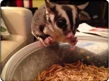 A sugar glider can glide up to 150 feet in the wild.