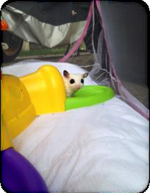 Tent Time Fun Bond With Your Glider You ve gotten a sugar glider, but now what? You want to play with it, but without a doubt, you re thinking, But he s so fast, what if he gets away?