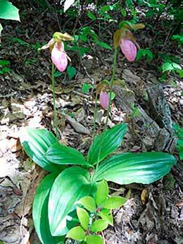 13 Mountains-to-Sea Trail Last Updated 1/1/2017 Pink Lady's Slippers Photo by Sharon McCarthy 5.8 Cross BRP. 6.4 Reach Stony Bald Overlook (MP 402.