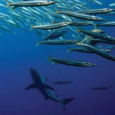 There is global concern that high levels of shark catch are affecting shark species in several areas of the world s oceans (FAO 1999; Clarke 2009).