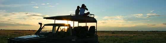 Safaris Filming
