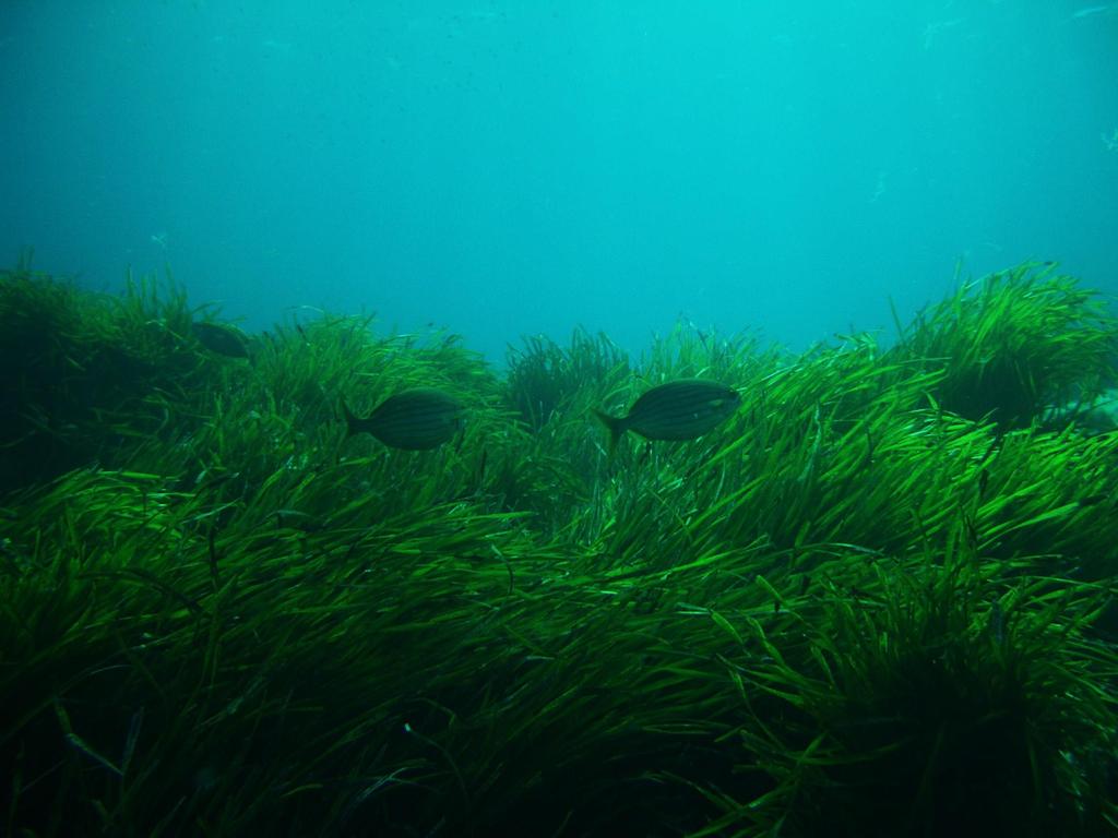 Seagrass meadows are the top biodiversity hotspot of the Mediterranean; many invertebrates and vertebrates live, feed, breed and shelter in their leaves and rhizomes.