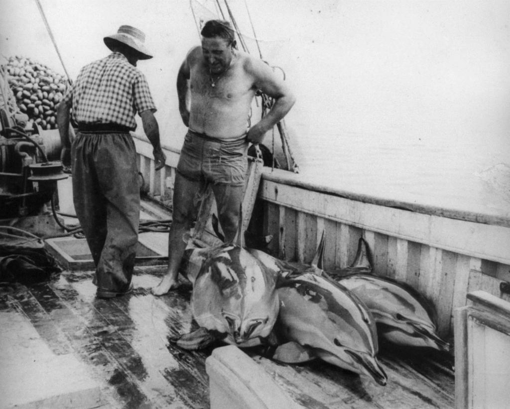 Intentional killings and systematic dolphin extermination campaigns conducted for over a century as an attempt to reduce conflict with fisheries caused significant dolphin mortality until the 1960s.