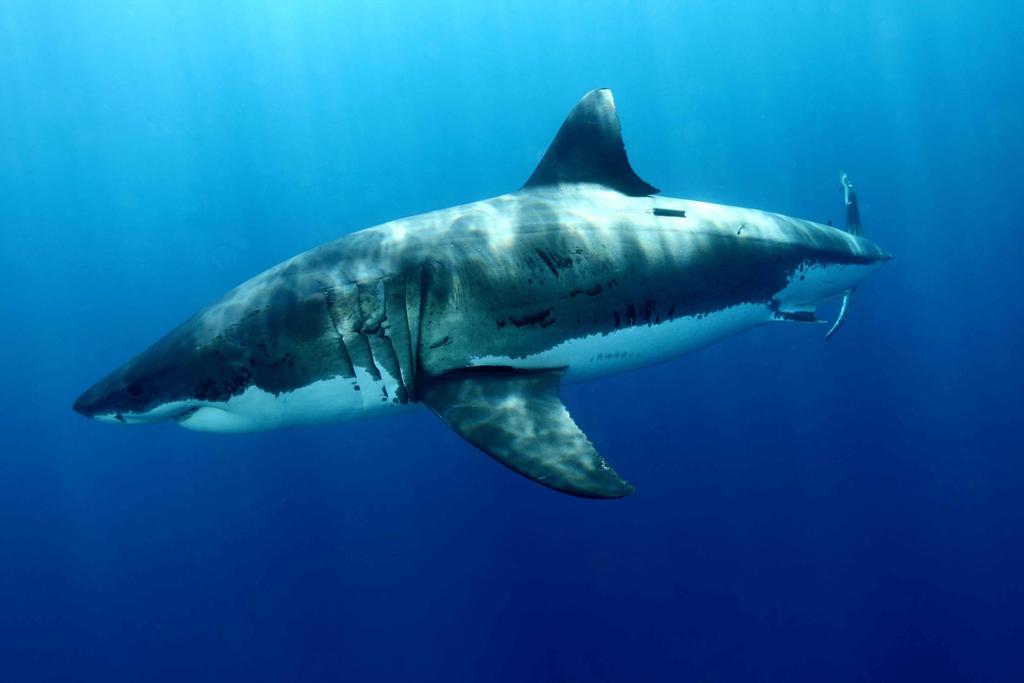 biodiversity The great white shark, Carcharodon carcharias, classified as