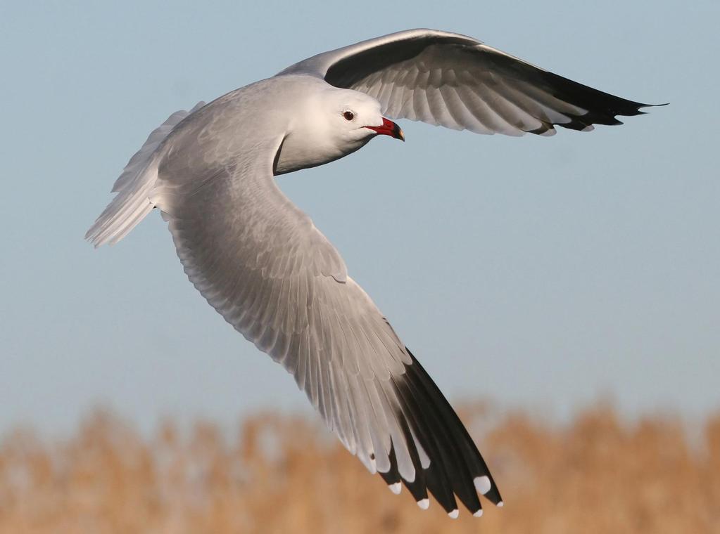 The Audouin s seagull, Larus audouinii, is endemic to the Mediterranean region and close to extinction.
