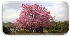 The Bloom of Cherry Blossoms Kyushu & Kansai March 26 April 03, 2018 Hanami Season Is Here!