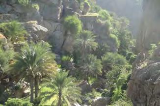 From Al Hamra and its old town, you can drive to the neighbouring village of Misfat Al Abriyeen and its superb mountain palm grove or to the "Grand