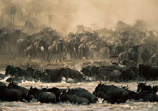Zebra lead great trains of Wildebeeste splashing across the Mara River, dashing past the prehistoric Crocodile, the