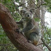 Koala habitat