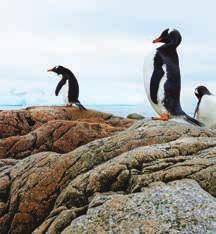 Enjoy spending time kayaking and hiking, and having close encounters with penguins, birds, and seals.
