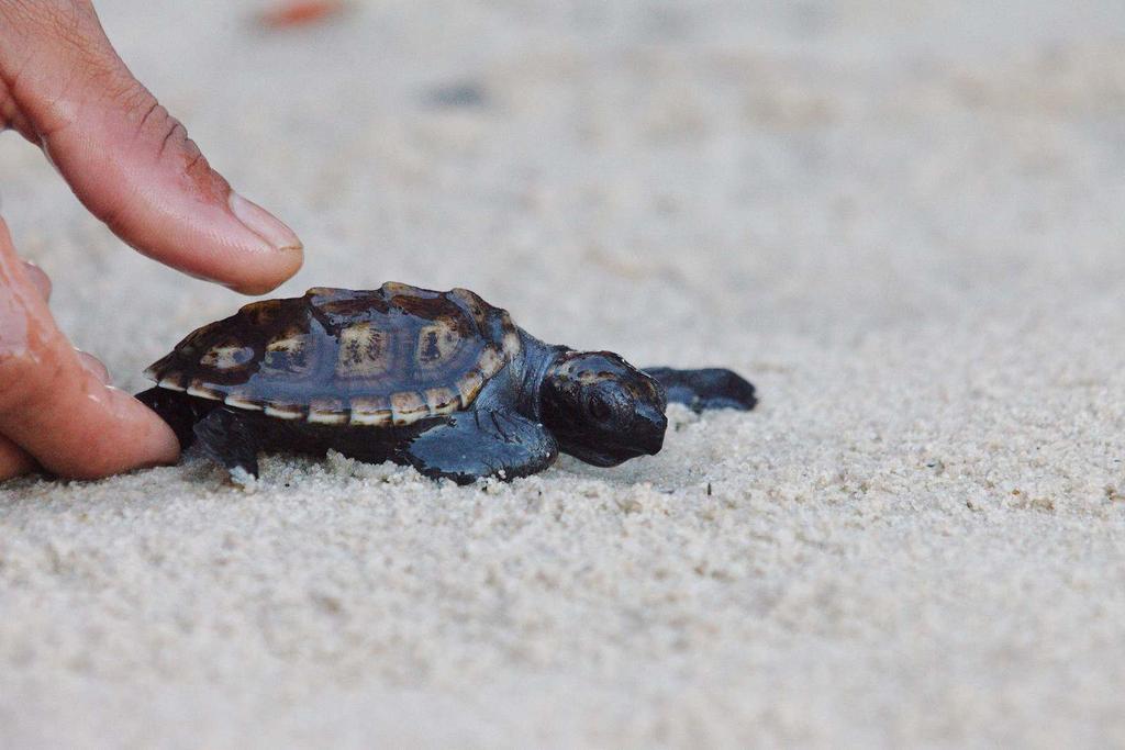 are invited to release turtles into the sea (donations