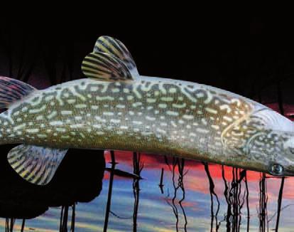 We can arrange angling for pike, perch, and even trout. On our fishing trips you ll also see the Raippaluoto bridge, the longest in Finland.