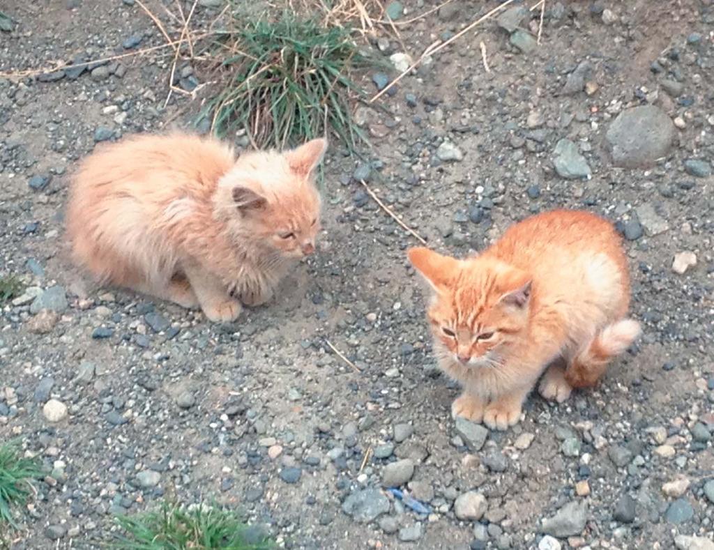 Kittens are cute - even wild, feral cats found